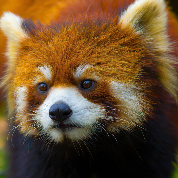 Roter Pandabär auf Ast, Glasbild Quadratisch