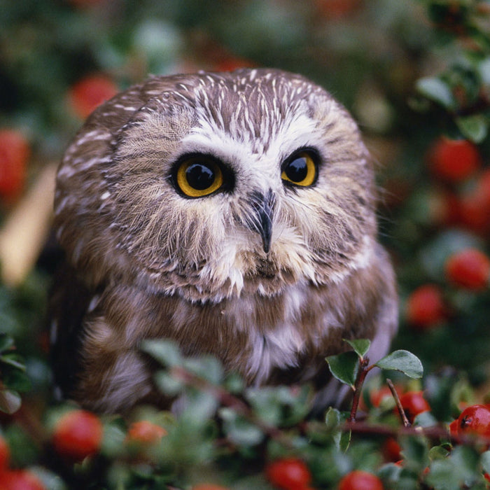 Eule im Vogelbeerenstrauch, Glasbild Quadratisch