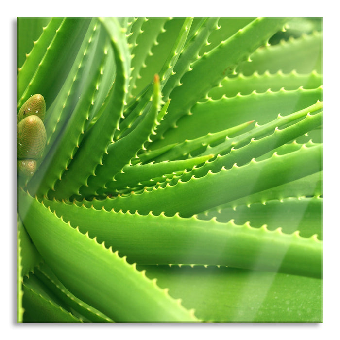 Pixxprint Aloe Vera, Glasbild Quadratisch