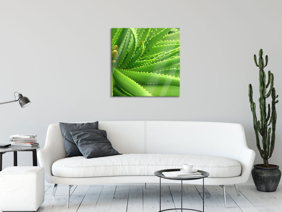 Aloe Vera, Glasbild Quadratisch