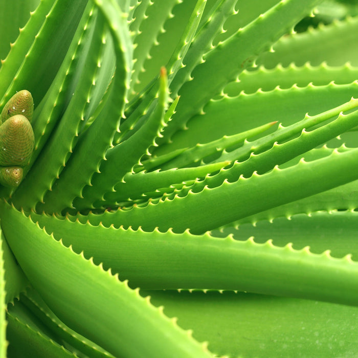 Aloe Vera, Glasbild Quadratisch