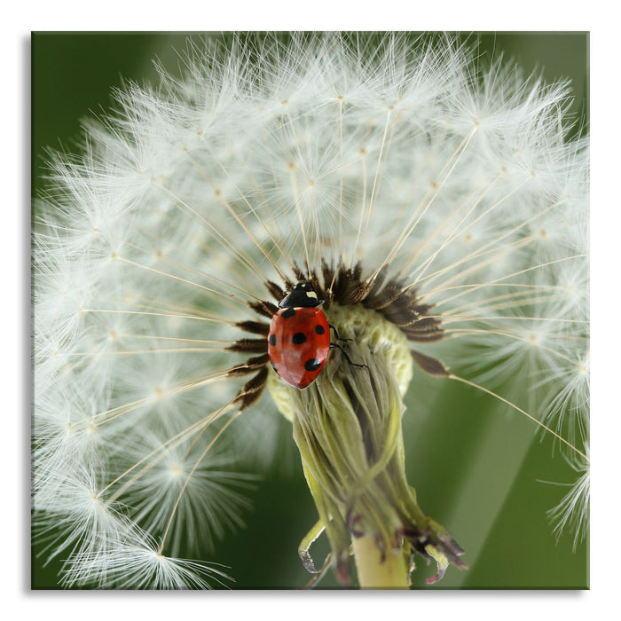 Pixxprint Marienkäfer auf Pusteblume, Glasbild Quadratisch