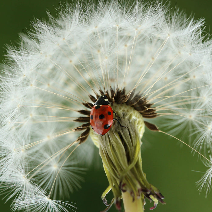 Marienkäfer auf Pusteblume, Glasbild Quadratisch