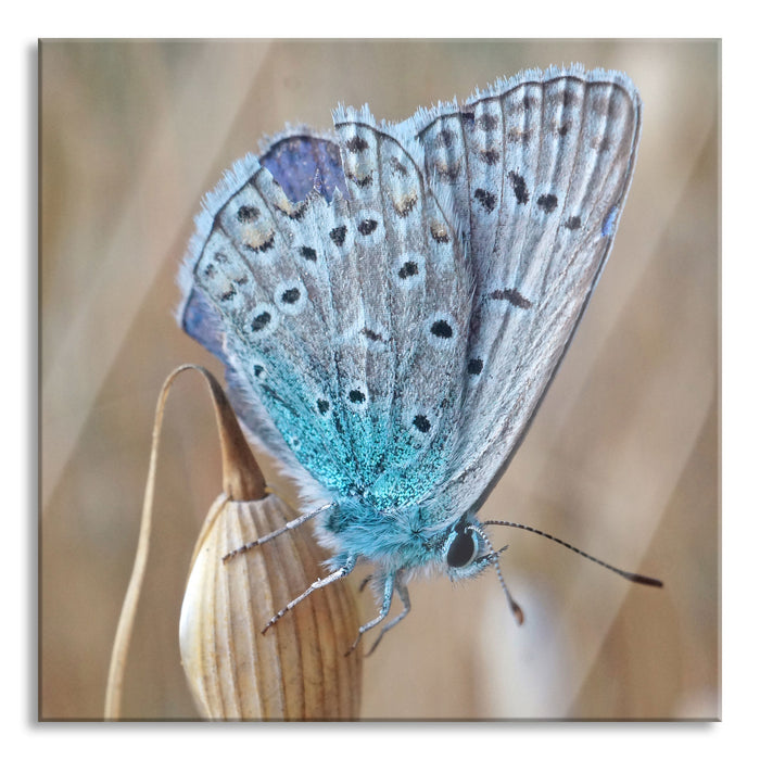 Pixxprint Schmetterling auf Blume Natur Tier, Glasbild Quadratisch