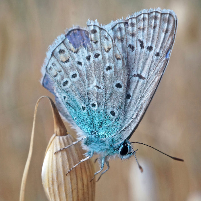 Schmetterling auf Blume Natur Tier, Glasbild Quadratisch