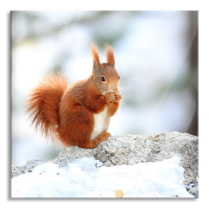 Pixxprint Eichhörnchen im Schnee, Glasbild Quadratisch