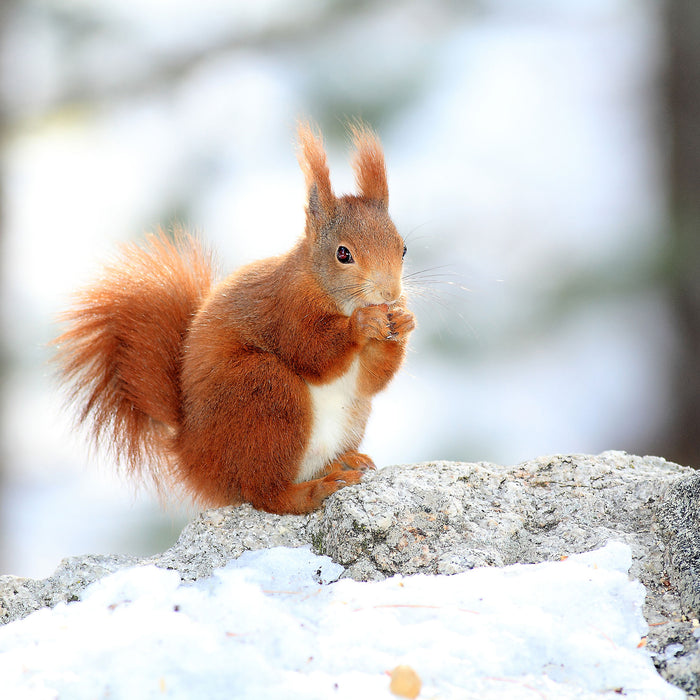 Eichhörnchen im Schnee, Glasbild Quadratisch