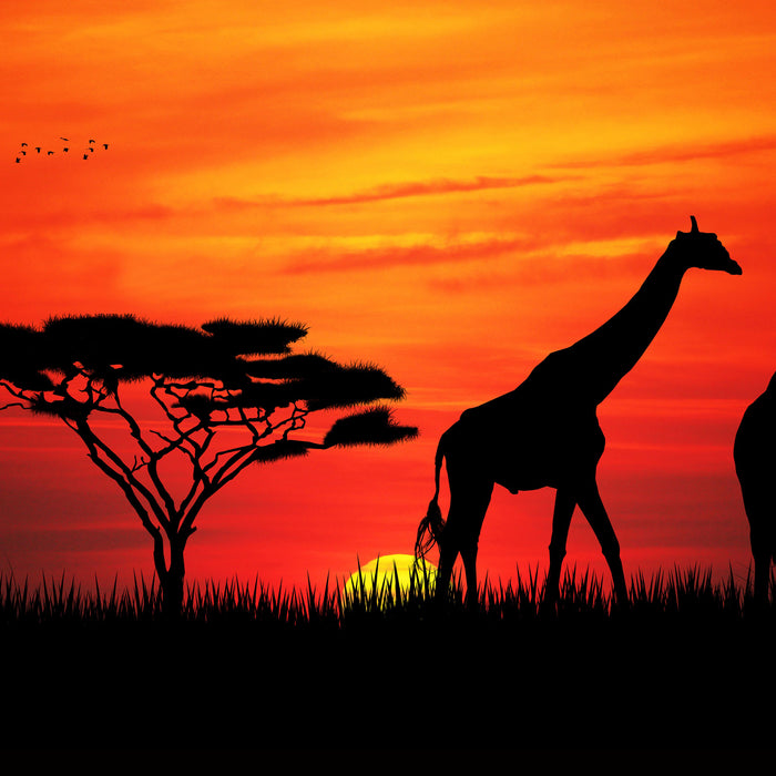 Afrika Giraffen im Sonnenuntergang, Glasbild Quadratisch