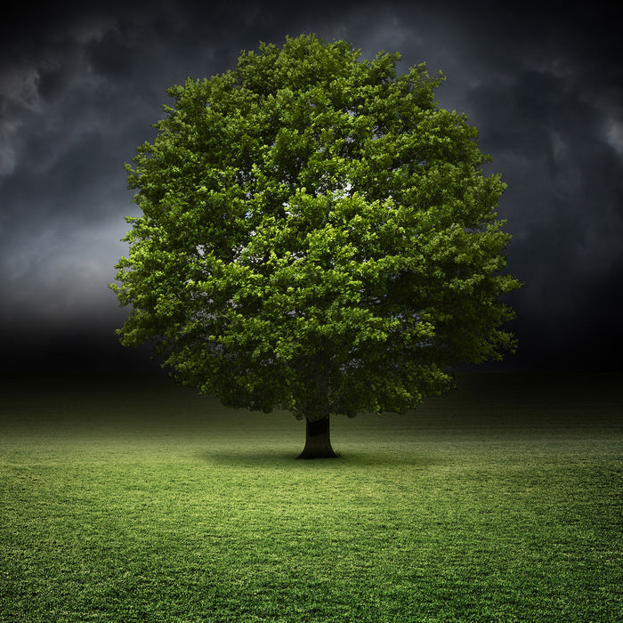 einzelner Baum auf grüner Wiese, Glasbild Quadratisch