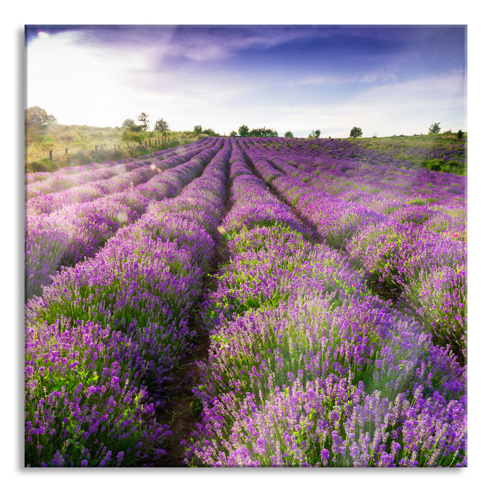 Pixxprint Lavendelfeld Provence, Glasbild Quadratisch