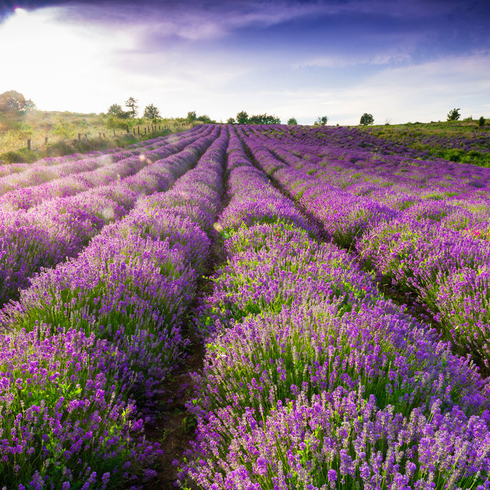 Lavendelfeld Provence, Glasbild Quadratisch