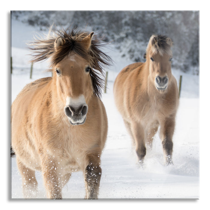 Pixxprint Pferd im Schnee, Glasbild Quadratisch