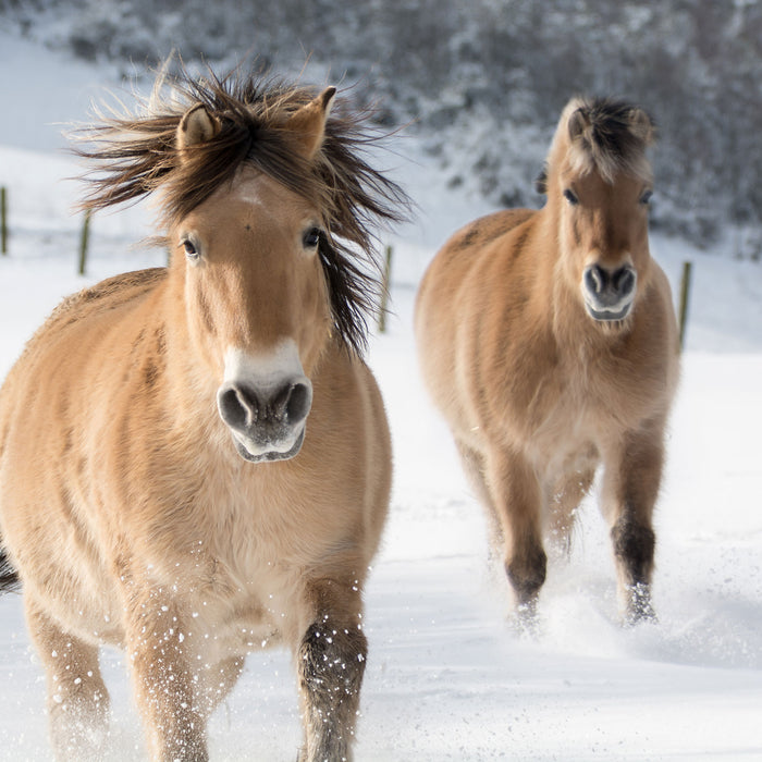 Pferd im Schnee, Glasbild Quadratisch