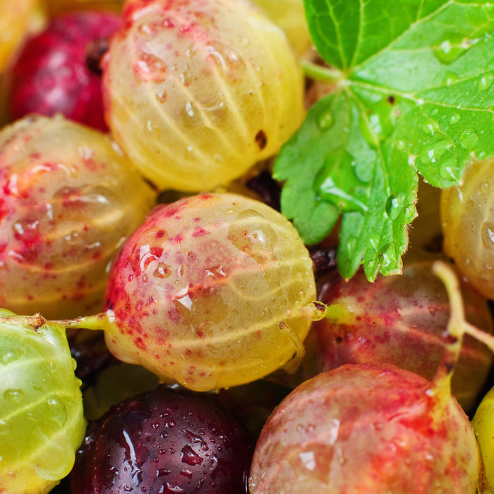 Leckere Stachelbeeren, Glasbild Quadratisch