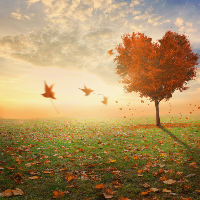 Herzbaum im Herbst, Glasbild Quadratisch