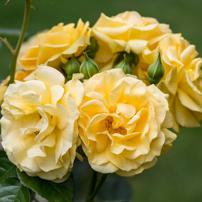 Weiß gelbe Rose Blumen, Glasbild Quadratisch