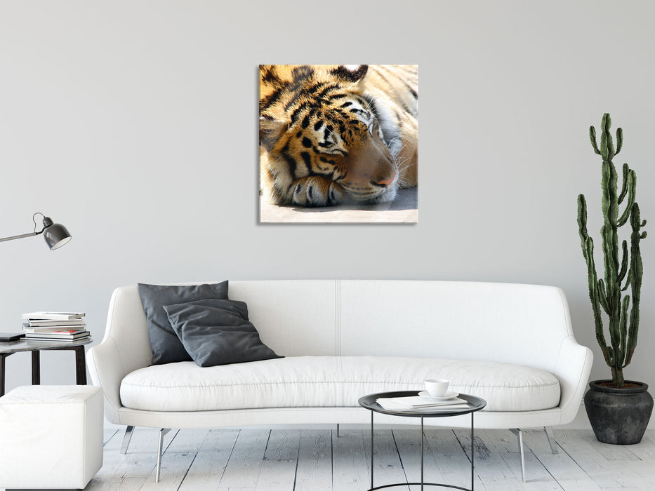 Verschlafener Tiger, Glasbild Quadratisch