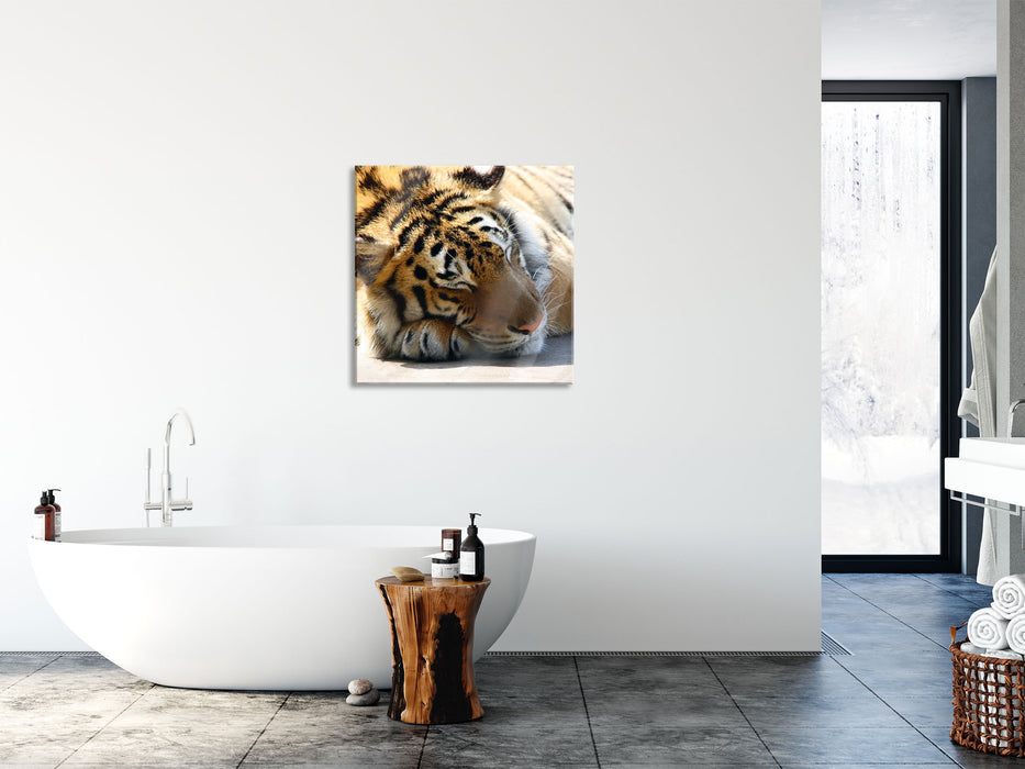 Verschlafener Tiger, Glasbild Quadratisch