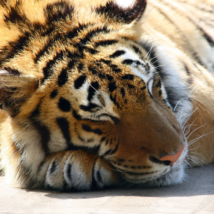 Verschlafener Tiger, Glasbild Quadratisch