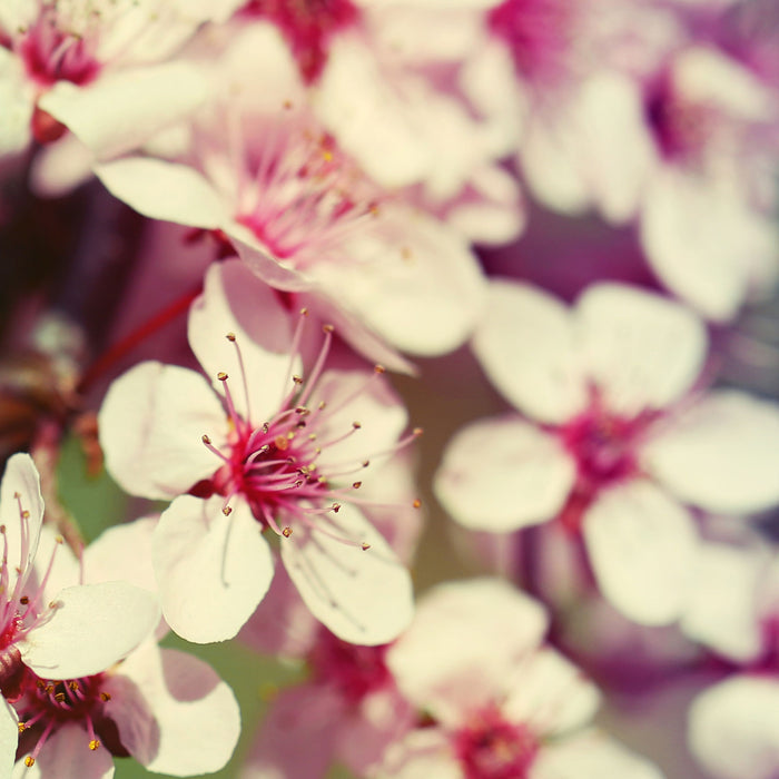 Kirschblüten Retro, Glasbild Quadratisch