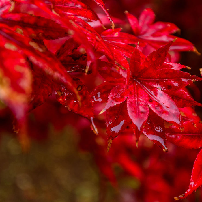 Roter Ahorn im Sonnenlicht, Glasbild Quadratisch