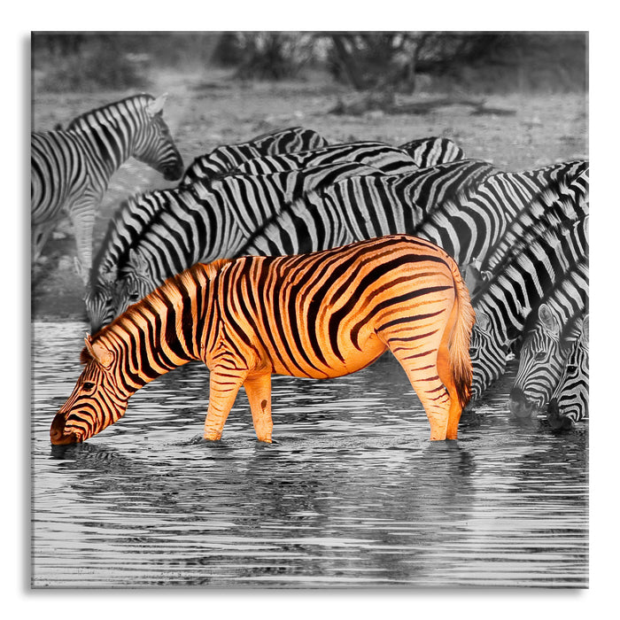 Pixxprint Zebras an der Wasserstelle, Glasbild Quadratisch