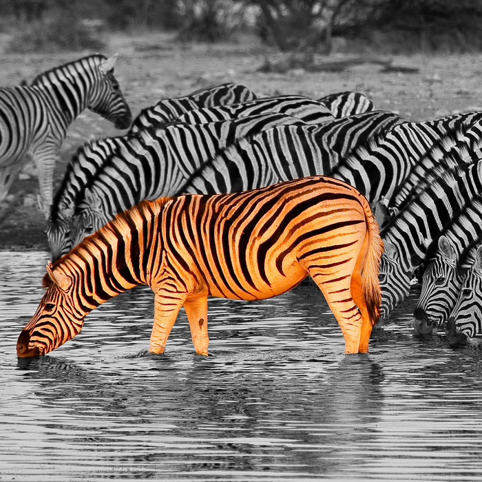 Zebras an der Wasserstelle, Glasbild Quadratisch