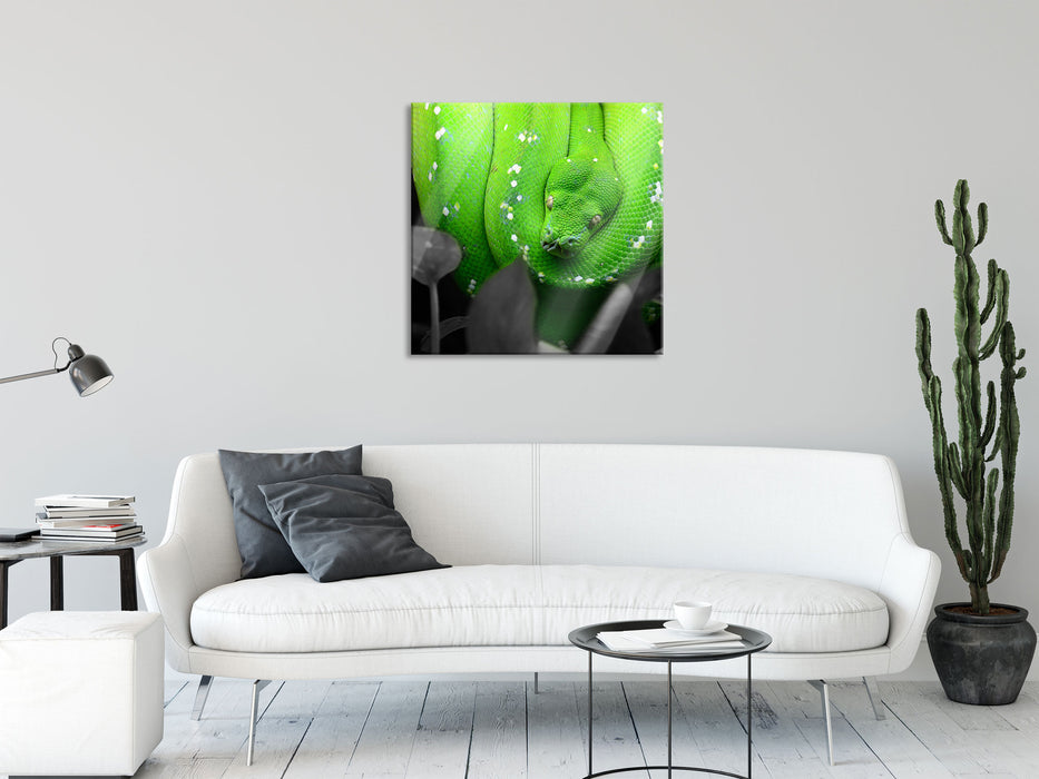 Giftige Grüne Schlange, Glasbild Quadratisch