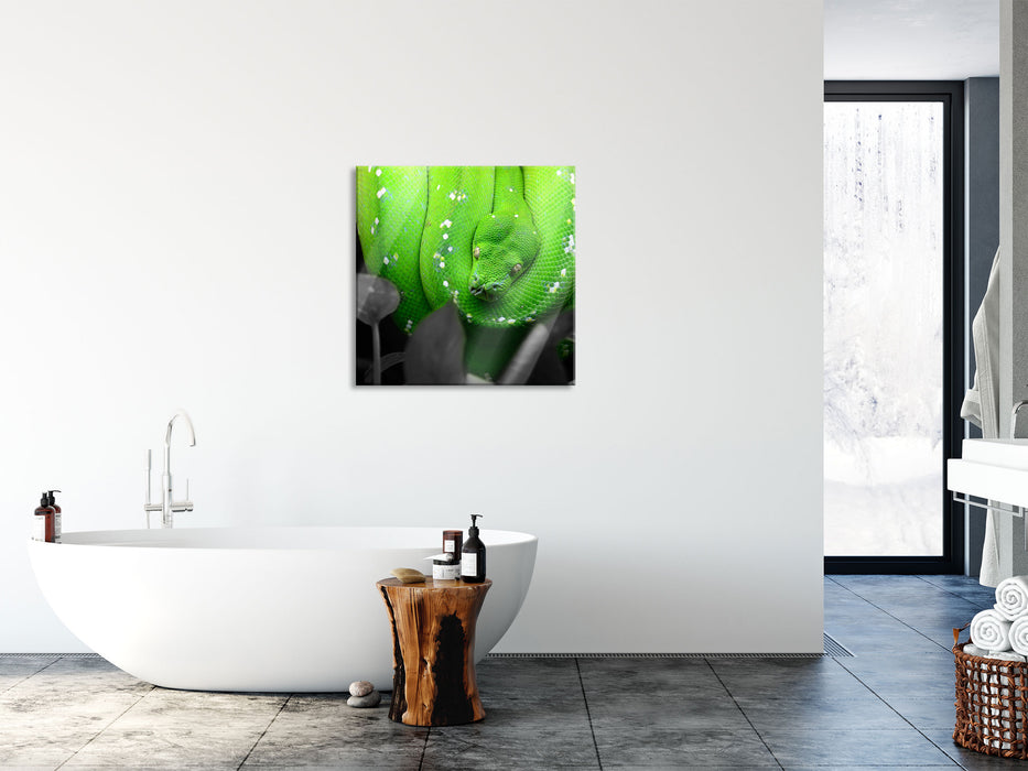 Giftige Grüne Schlange, Glasbild Quadratisch
