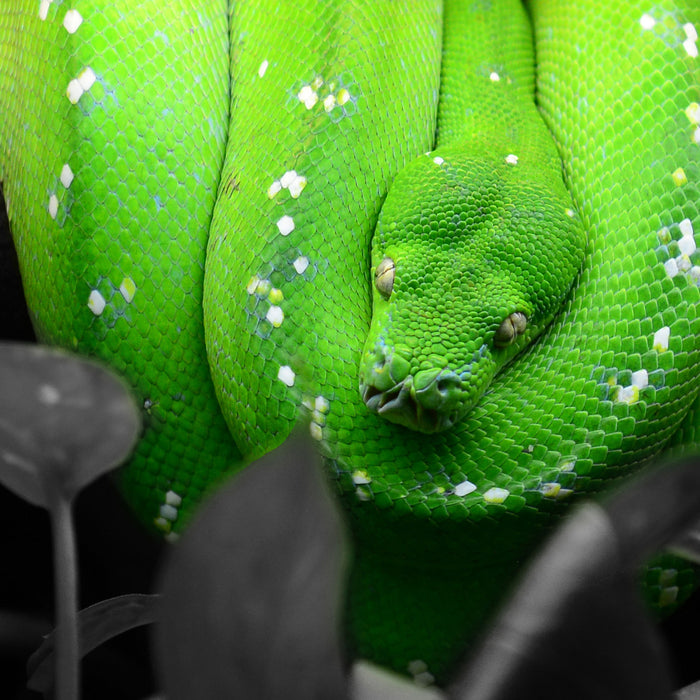 Giftige Grüne Schlange, Glasbild Quadratisch