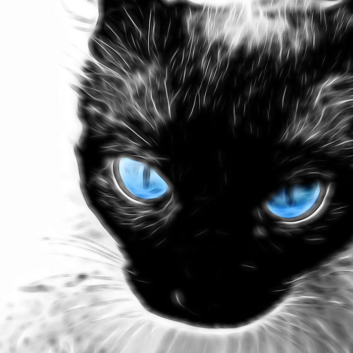 Blaue Augen schwarze Katze new Art, Glasbild Quadratisch