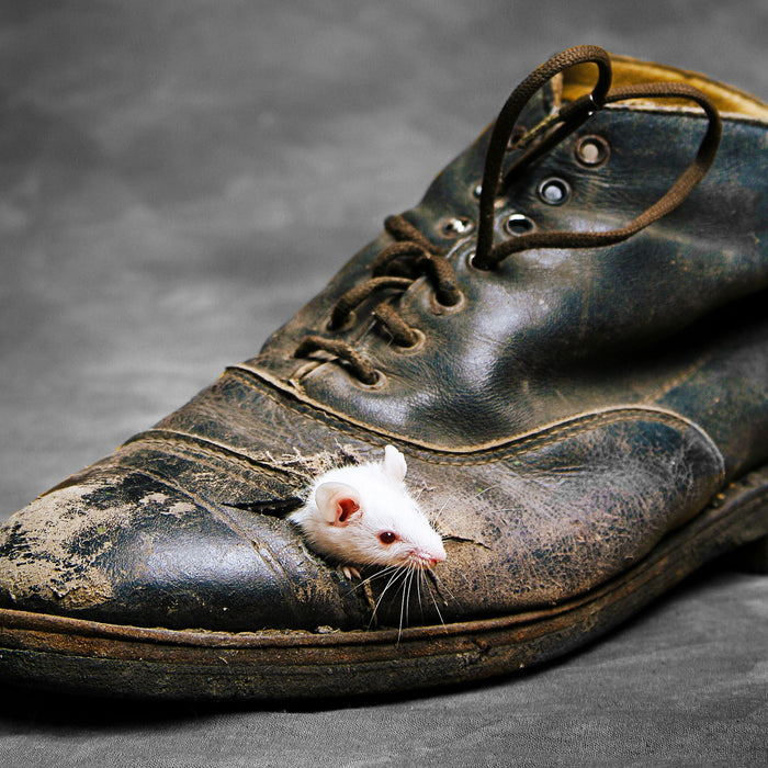 Maus im schwarzer Schuh, Glasbild Quadratisch