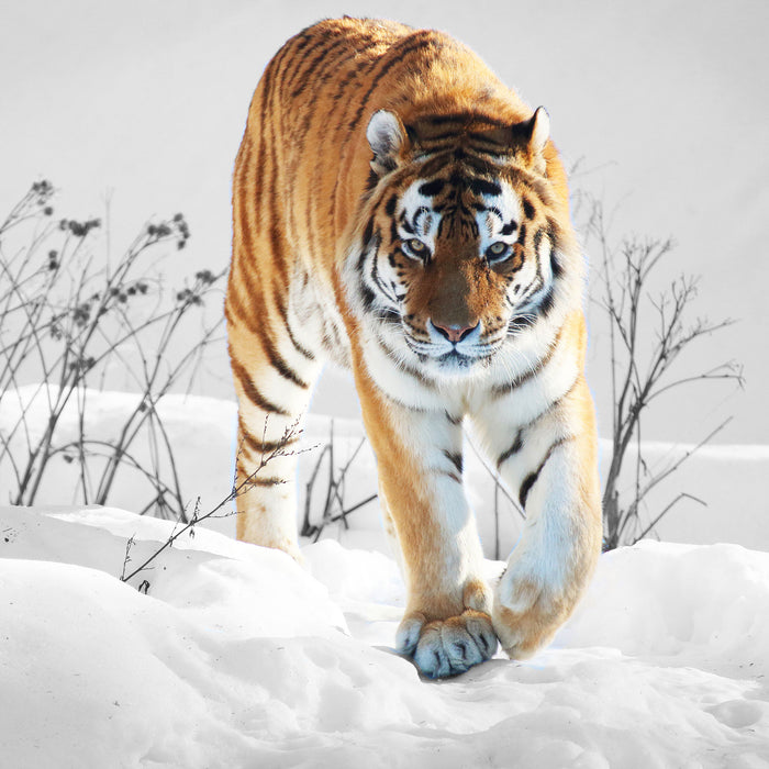 Großer wilder Tiger im Schnee, Glasbild Quadratisch