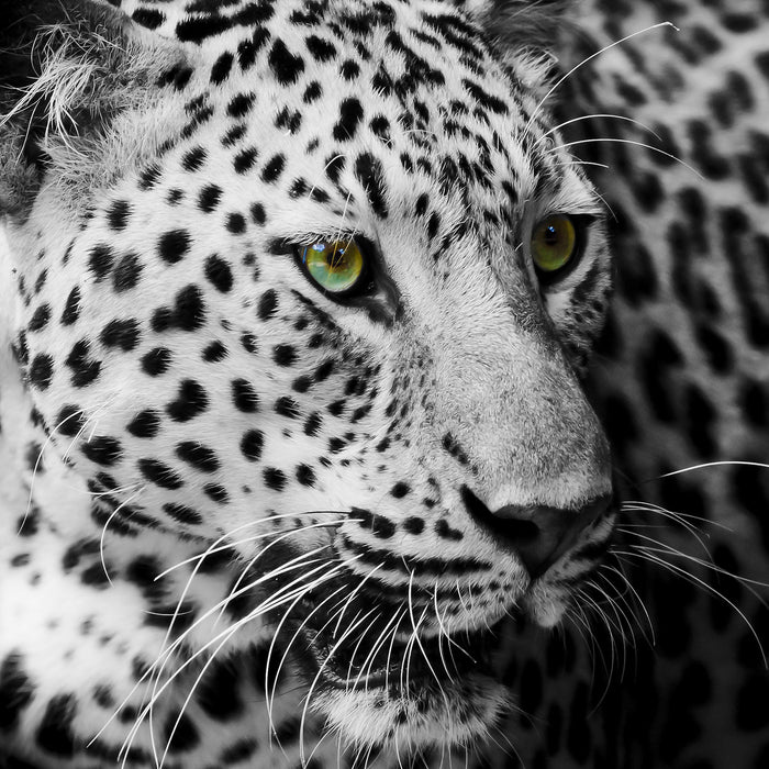 Dark Leopard mit grünen Augen, Glasbild Quadratisch