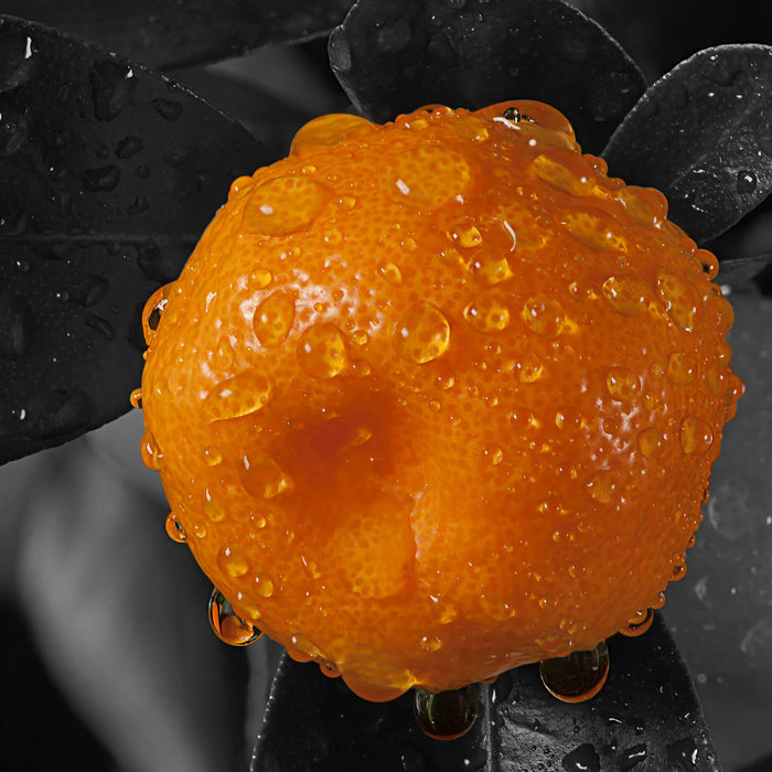 Orange mit Wassertropfen, Glasbild Quadratisch