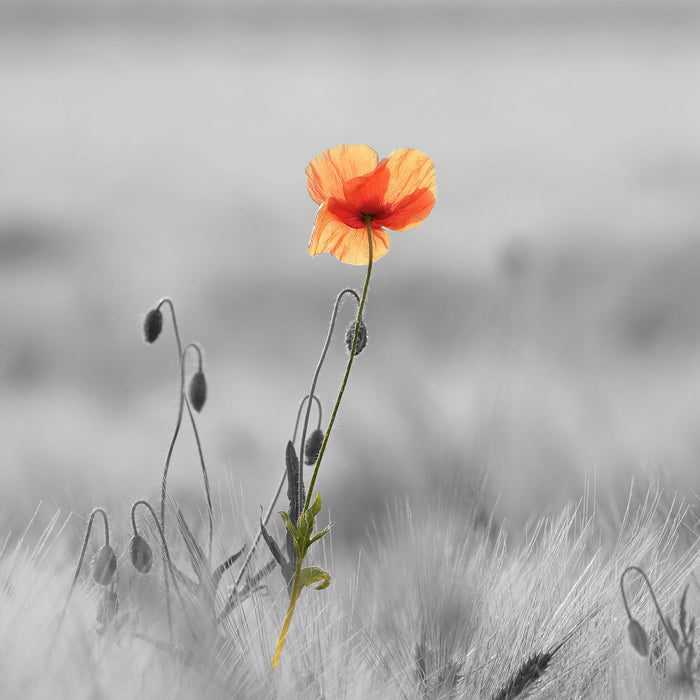 Rote Mohnblume im Feld, Glasbild Quadratisch