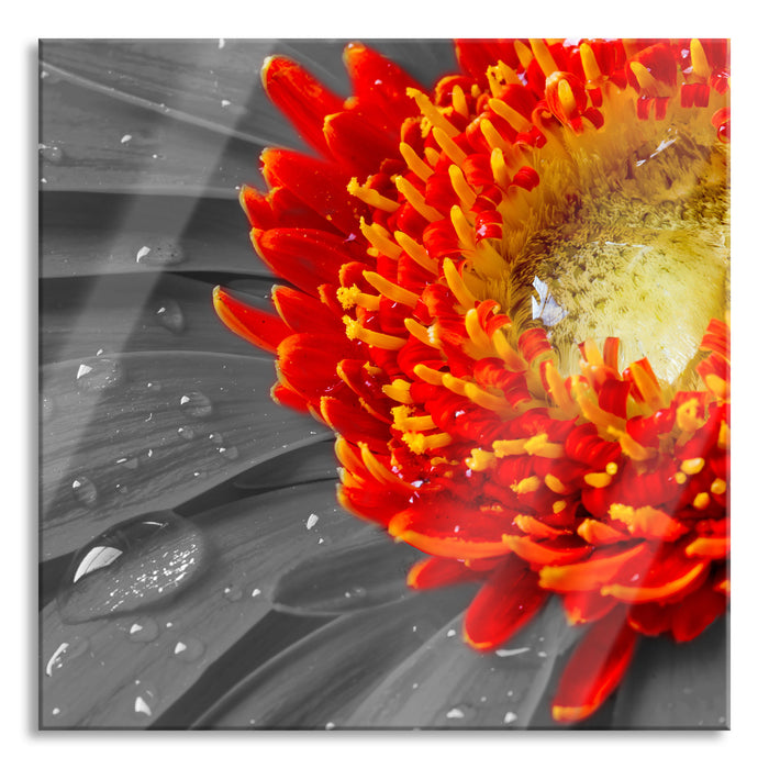 Pixxprint Gerbera mit Wassertropfen, Glasbild Quadratisch