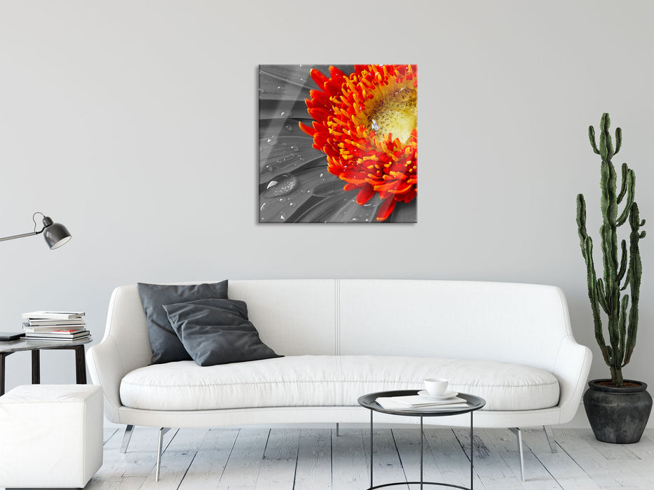 Gerbera mit Wassertropfen, Glasbild Quadratisch