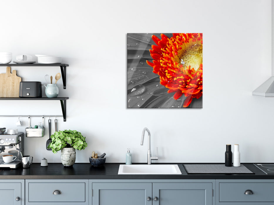 Gerbera mit Wassertropfen, Glasbild Quadratisch