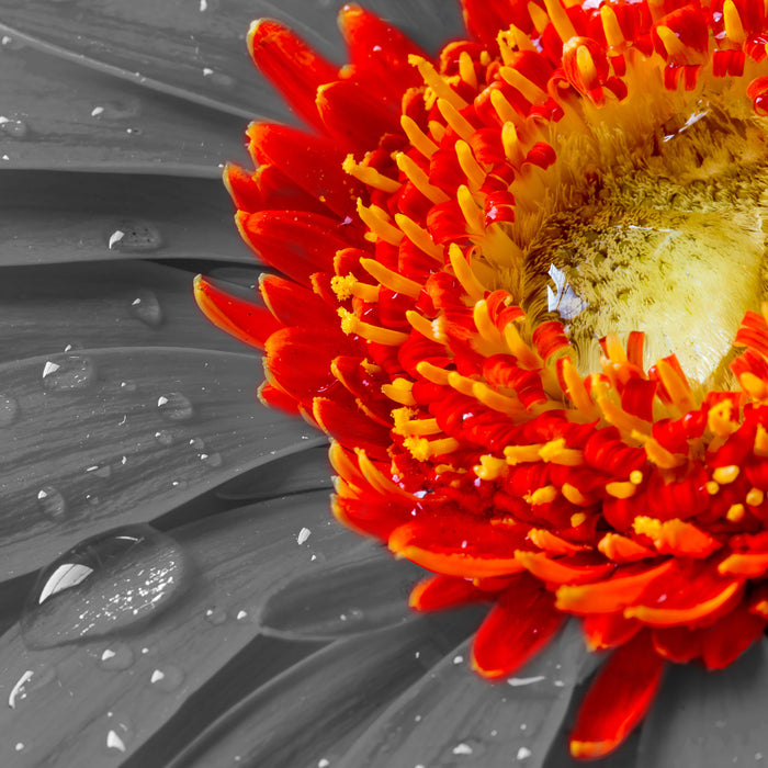 Gerbera mit Wassertropfen, Glasbild Quadratisch