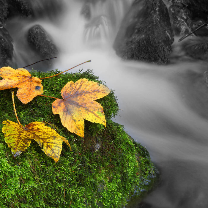 Waldbach, Glasbild Quadratisch