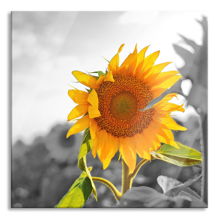 Pixxprint Nahaufnahme einer Sonnenblume, Glasbild Quadratisch