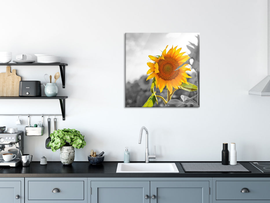 Nahaufnahme einer Sonnenblume, Glasbild Quadratisch