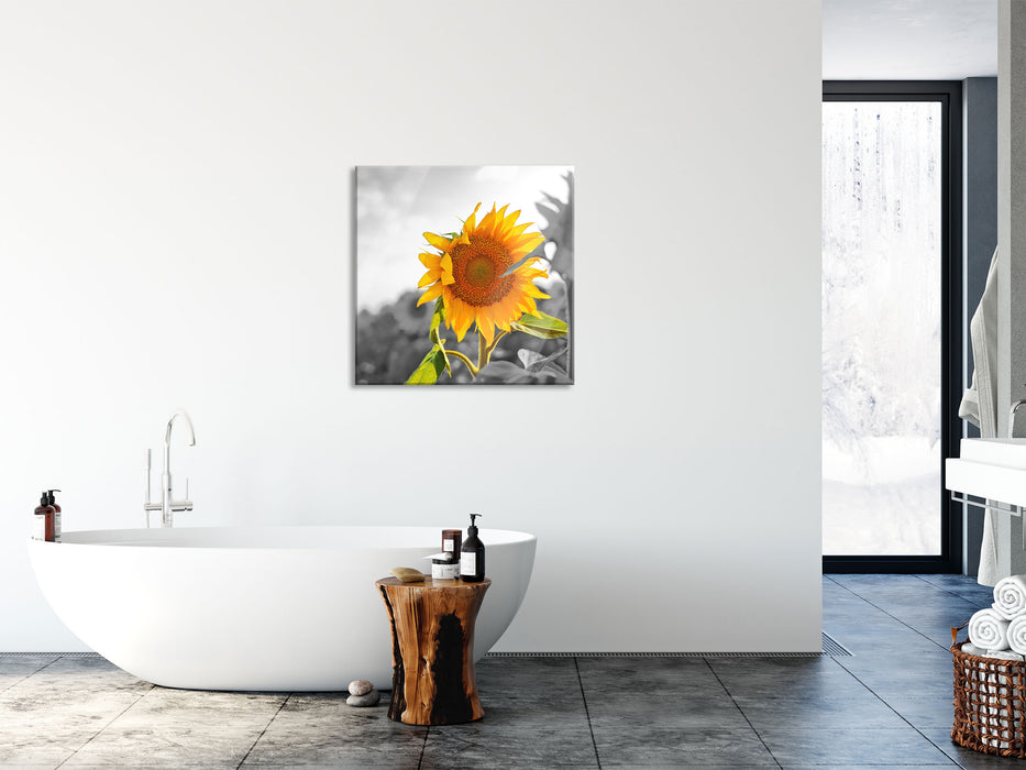 Nahaufnahme einer Sonnenblume, Glasbild Quadratisch