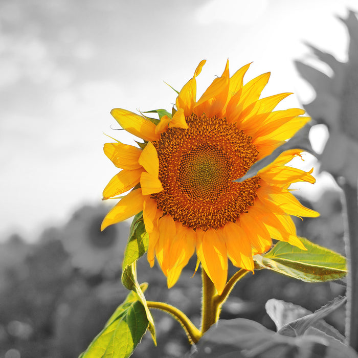 Nahaufnahme einer Sonnenblume, Glasbild Quadratisch