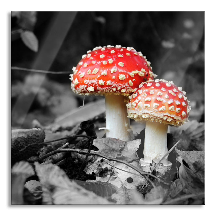 zwei kleine Fliegenpilze im Wald, Glasbild Quadratisch