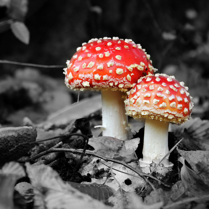 zwei kleine Fliegenpilze im Wald, Glasbild Quadratisch