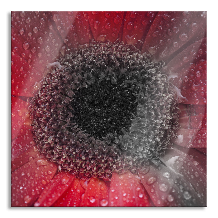 Pixxprint Rote Gerbera mit Wassertropfen, Glasbild Quadratisch