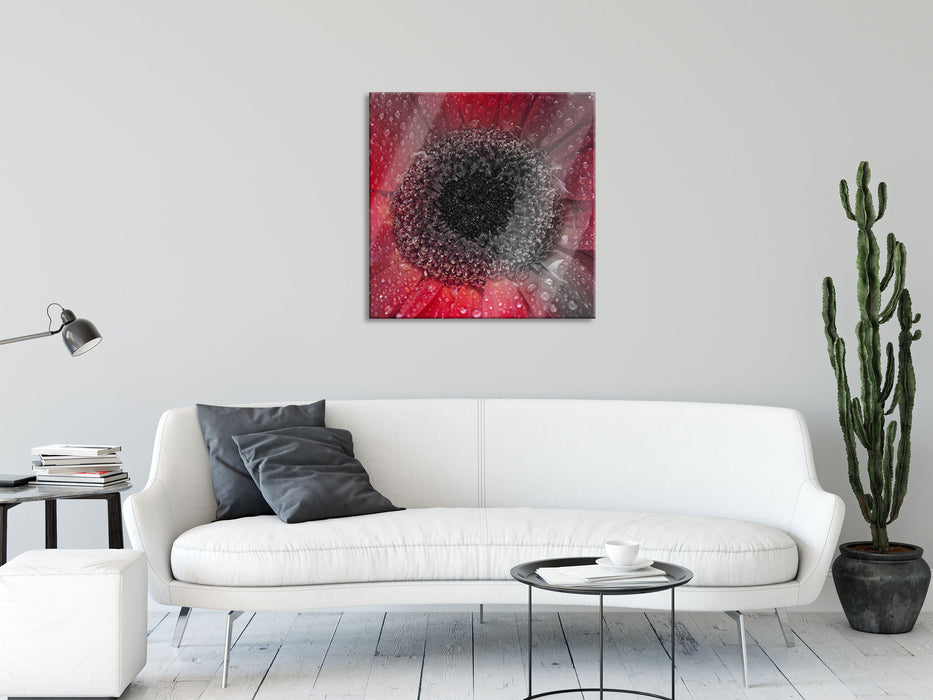 Rote Gerbera mit Wassertropfen, Glasbild Quadratisch