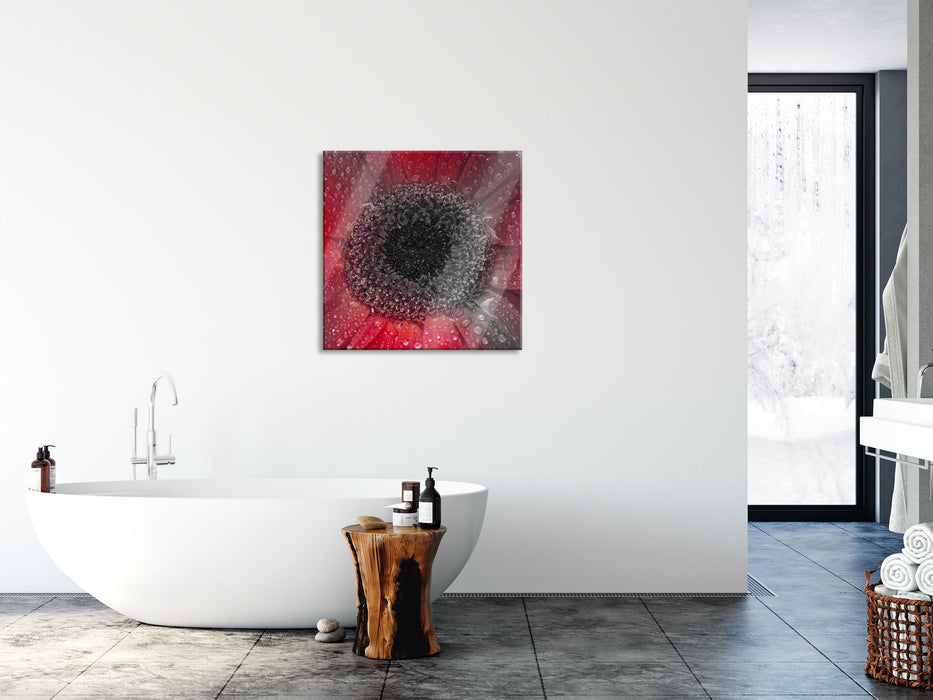 Rote Gerbera mit Wassertropfen, Glasbild Quadratisch